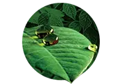 HYDROPHOBIC